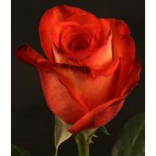 Roses - High Orange